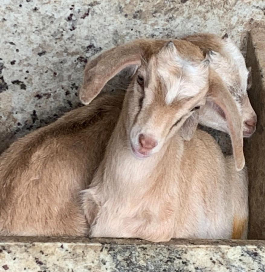 Pousada Fazendinha Unamar Cabo Frio Esterno foto