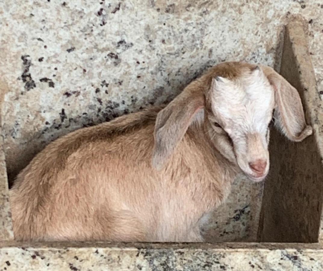 Pousada Fazendinha Unamar Cabo Frio Esterno foto